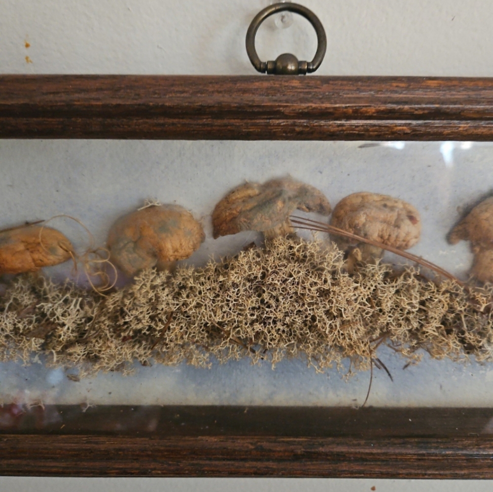 Signed 20s Antique  Preserved mushroom village Shadowbox RARE